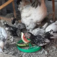 جوجه سبرایت مینیاتوری