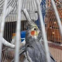 جفت عروس هلندی۱۰ماهه|پرنده|مشهد, هدایت|دیوار