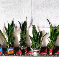 گل سانسور یا خانگی اپارتمانی|گل و گیاه طبیعی|زهک, |دیوار