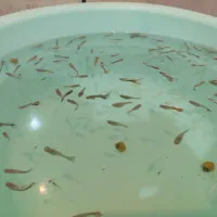 ماهی گوپی|ماهی|شهرکرد, |دیوار