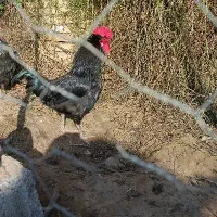 خروس مرغ گیر جوان