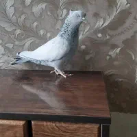 کبوتر سینه آبی ماده|پرنده|مرودشت, کناره|دیوار