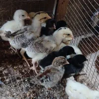 جوجه عربی اصل