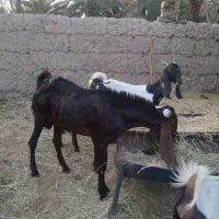 ۵عددگوسفند|حیوانات مزرعه|ماهان, |دیوار