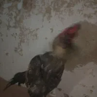 فروشی فوری نصل بالا اصیل|حیوانات مزرعه|سراوان, |دیوار