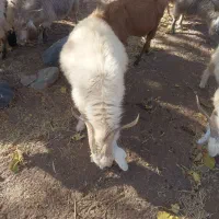 فروش نری بخته|حیوانات مزرعه|رابر, |دیوار