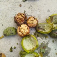 گردو سامون پوست کاغذی