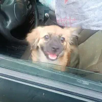 سگ پاکوتاه