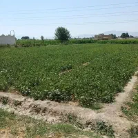 فروش زمین کشاورزی باسند شش دانگ