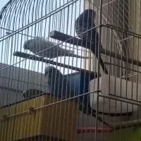 مرغ عشق مولد|پرنده|اصفهان, کوجان|دیوار