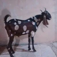 بز نر جوان یک ساله سه قلوزا