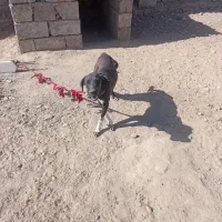 سگ نگهبان گیرندع ماده سیاه