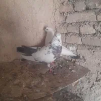 کبوتر تهرانی|پرنده|کوهدشت, |دیوار