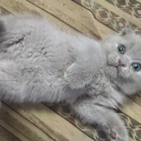 یه قلاده بریتیش اسکاتیش تریپل فولد لیلاک نر