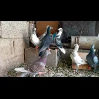 کبوتر پلاکی شب بازی|پرنده|شیراز, محمدیه|دیوار