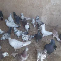 کفتر بلند پرواز|پرنده|قم, باجک یک|دیوار