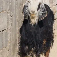 فروش کولار و بز جوان ترکی قصابی|حیوانات مزرعه|رحمتآباد, |دیوار