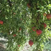 باغت آباد عمو کرم|عمدهفروشی|کوهنانی, |دیوار