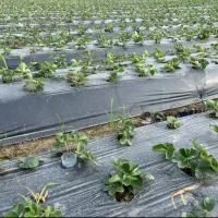 جذب نیروی کاشت توت فرنگی