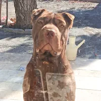 فروش پیت بول