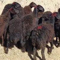 بره ماده قره قزل افشار صحیح و سالم