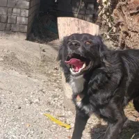 سگ نگهبان اصلی درجه یک سرابی