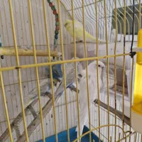 مرغ عشق پروانه ای مولد با جوجه و قفس