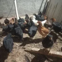 باسلام فروش جوجه مرغ کرمانشاهی به فروش میرسد