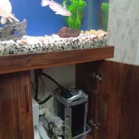 آکواریوم|ماهی|شهر ری, امین آباد|دیوار