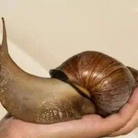 حلزون و خاویار جوانساز و لیفت صورت