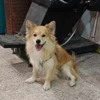 واگذاری یه قلاده هاپو کوچولو