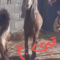 بزغالهتخمیگلابیوپاکستانی