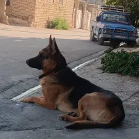 سگ ورک لایین