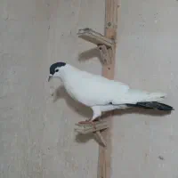 کبوتر پرشی|پرنده|مشهد, کشف|دیوار