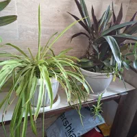 گل طبیعی و در حال رشد|گل و گیاه طبیعی|ارومیه, |دیوار