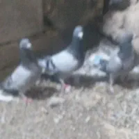 پلاکی|پرنده|تبریز, |دیوار