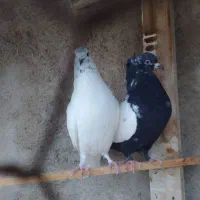 کله سار نر پرشی سینه سیاه ماده|پرنده|قوچان, |دیوار