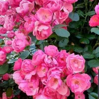 استخدام خانم راننده مجرد