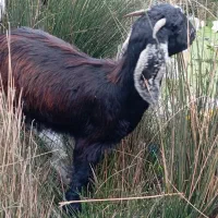 بره نر|حیوانات مزرعه|شادگان, |دیوار