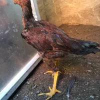 جوجه خروس لاری|حیوانات مزرعه|اردبیل, |دیوار