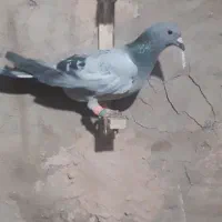 کفتر|پرنده|سبزوار, شرق کال عیدگاه|دیوار