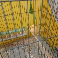 قناری پرتغالی نر|پرنده|الوند, |دیوار