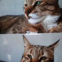 آقا سیمبا