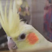 عروس هلندی لوتینو و گل باقالی