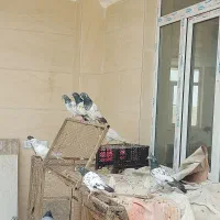 تعدادی کبوتر