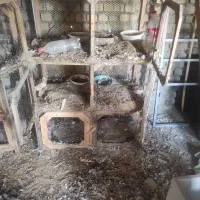 جفتگاه چوبی کبوتر|لوازم جانبی حیوانات|طرقبه, |دیوار