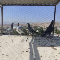 کبوتر یا کفتر|پرنده|بجنورد, |دیوار