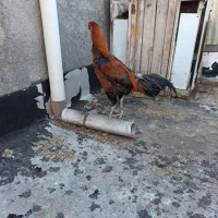 خروس لاری|حیوانات مزرعه|فیرورق, |دیوار