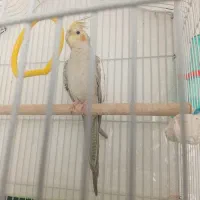 عروس هلندی نر اهویی
