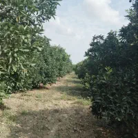 فروش زمین باغی و خانه سرا به متراژ سه هزار متر|فروش زمین و ملک کلنگی|نکا, |دیوار